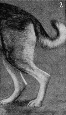 Племенное дело в служебном собаководстве - i_060.jpg