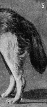 Племенное дело в служебном собаководстве - i_061.jpg