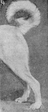 Племенное дело в служебном собаководстве - i_062.jpg