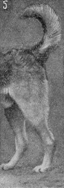 Племенное дело в служебном собаководстве - i_063.jpg