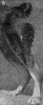 Племенное дело в служебном собаководстве - i_064.jpg