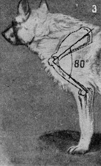 Племенное дело в служебном собаководстве - i_067.jpg