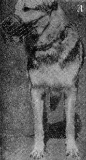 Племенное дело в служебном собаководстве - i_068.jpg