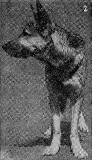 Племенное дело в служебном собаководстве - i_069.jpg