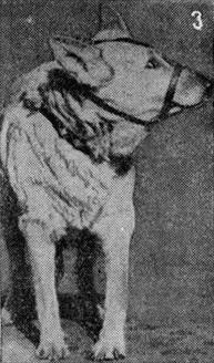 Племенное дело в служебном собаководстве - i_070.jpg