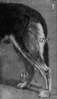 Племенное дело в служебном собаководстве - i_071.jpg