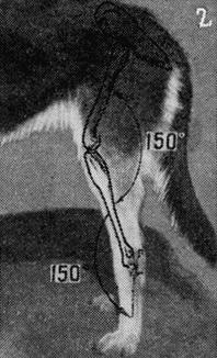 Племенное дело в служебном собаководстве - i_072.jpg