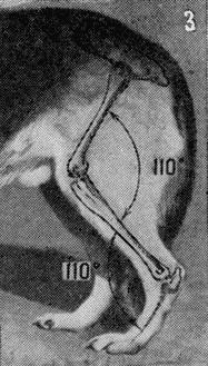 Племенное дело в служебном собаководстве - i_073.jpg