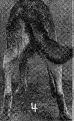 Племенное дело в служебном собаководстве - i_077.jpg