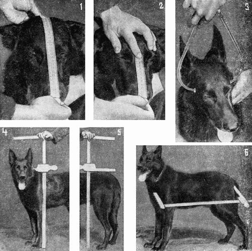 Племенное дело в служебном собаководстве - i_079.jpg