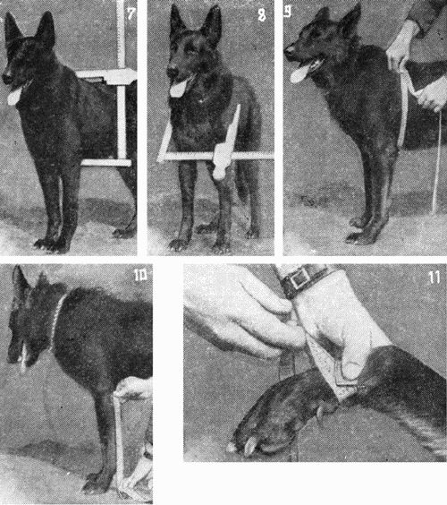 Племенное дело в служебном собаководстве - i_080.jpg