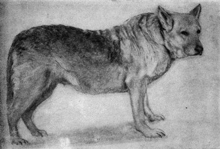 Племенное дело в служебном собаководстве - i_086.jpg