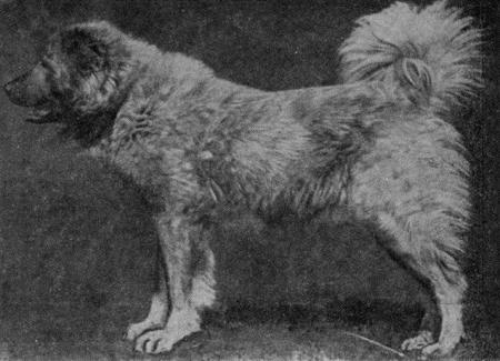 Племенное дело в служебном собаководстве - i_087.jpg