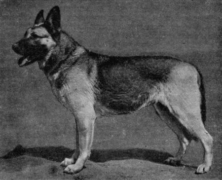 Племенное дело в служебном собаководстве - i_088.jpg