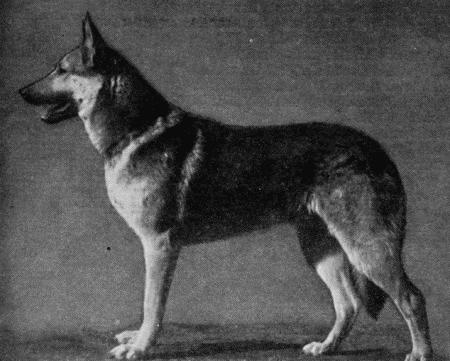 Племенное дело в служебном собаководстве - i_089.jpg