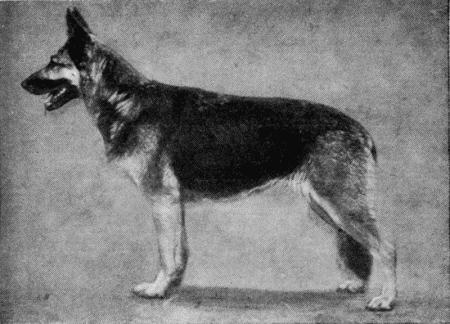 Племенное дело в служебном собаководстве - i_090.jpg