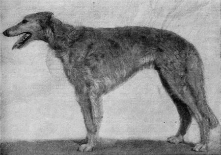 Племенное дело в служебном собаководстве - i_091.jpg