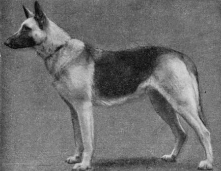 Племенное дело в служебном собаководстве - i_092.jpg