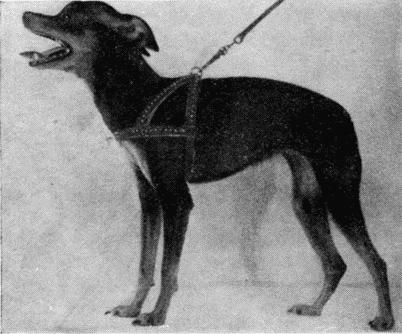 Племенное дело в служебном собаководстве - i_093.jpg