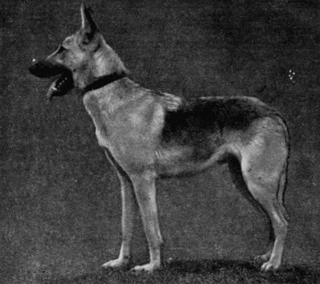 Племенное дело в служебном собаководстве - i_094.jpg