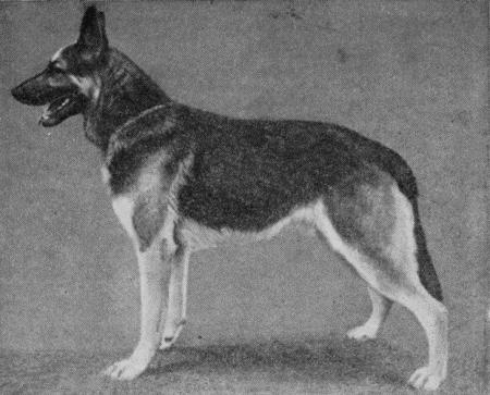 Племенное дело в служебном собаководстве - i_098.jpg