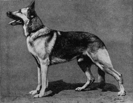 Племенное дело в служебном собаководстве - i_099.jpg