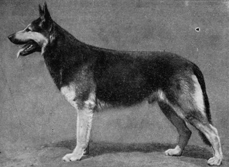 Племенное дело в служебном собаководстве - i_100.jpg