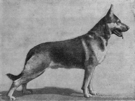 Племенное дело в служебном собаководстве - i_105.jpg