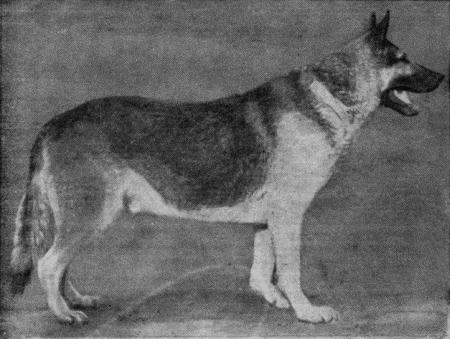 Племенное дело в служебном собаководстве - i_106.jpg