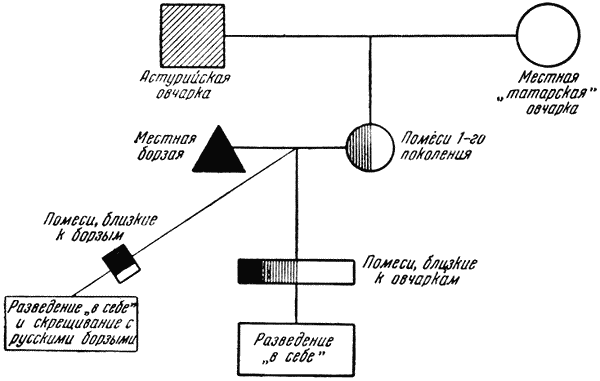 Племенное дело в служебном собаководстве - i_109.png