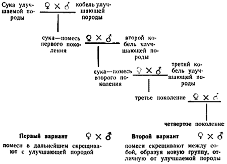Племенное дело в служебном собаководстве - i_111.png
