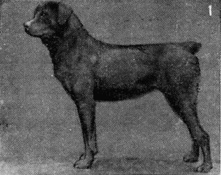 Племенное дело в служебном собаководстве - i_112.jpg