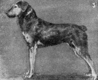 Племенное дело в служебном собаководстве - i_114.jpg