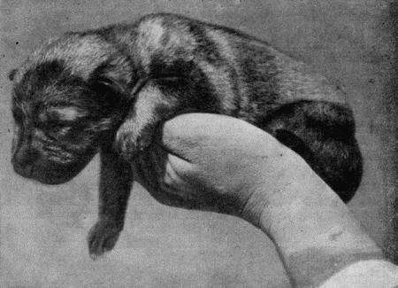 Племенное дело в служебном собаководстве - i_116.jpg