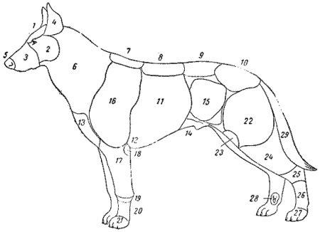 Служебная собака. Руководство по подготовке специалистов служебного собаководства - i_009.png