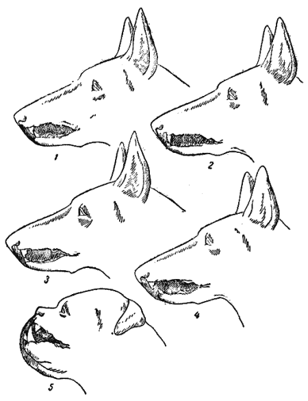 Служебная собака. Руководство по подготовке специалистов служебного собаководства - i_010.png