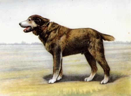 Служебная собака. Руководство по подготовке специалистов служебного собаководства - i_018.jpg