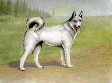 Служебная собака. Руководство по подготовке специалистов служебного собаководства - i_023.jpg