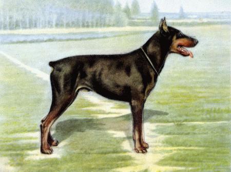 Служебная собака. Руководство по подготовке специалистов служебного собаководства - i_027.jpg