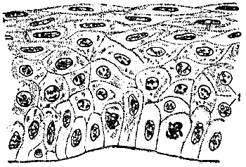 Служебная собака. Руководство по подготовке специалистов служебного собаководства - i_029.png