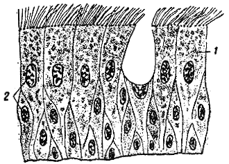 Служебная собака. Руководство по подготовке специалистов служебного собаководства - i_030.png