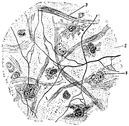 Служебная собака. Руководство по подготовке специалистов служебного собаководства - i_032.png