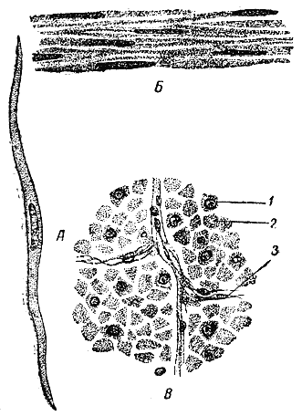 Служебная собака. Руководство по подготовке специалистов служебного собаководства - i_034.png