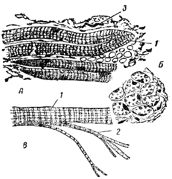 Служебная собака. Руководство по подготовке специалистов служебного собаководства - i_035.png