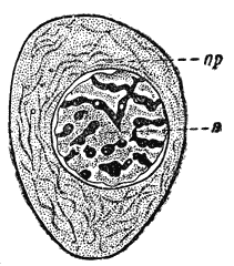 Служебная собака. Руководство по подготовке специалистов служебного собаководства - i_036.png