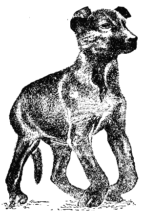 Служебная собака. Руководство по подготовке специалистов служебного собаководства - i_227.png