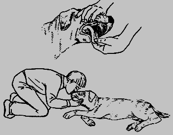 Как лечить вашу собаку - _01.png