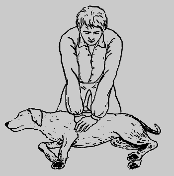 Как лечить вашу собаку - _02.png