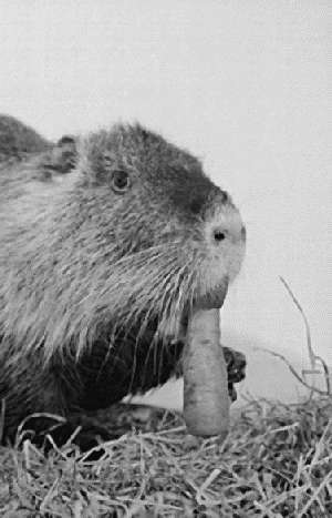 Болезни кроликов и нутрий - i_002.jpg