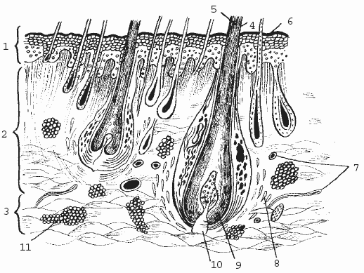Болезни кроликов и нутрий - i_012.png
